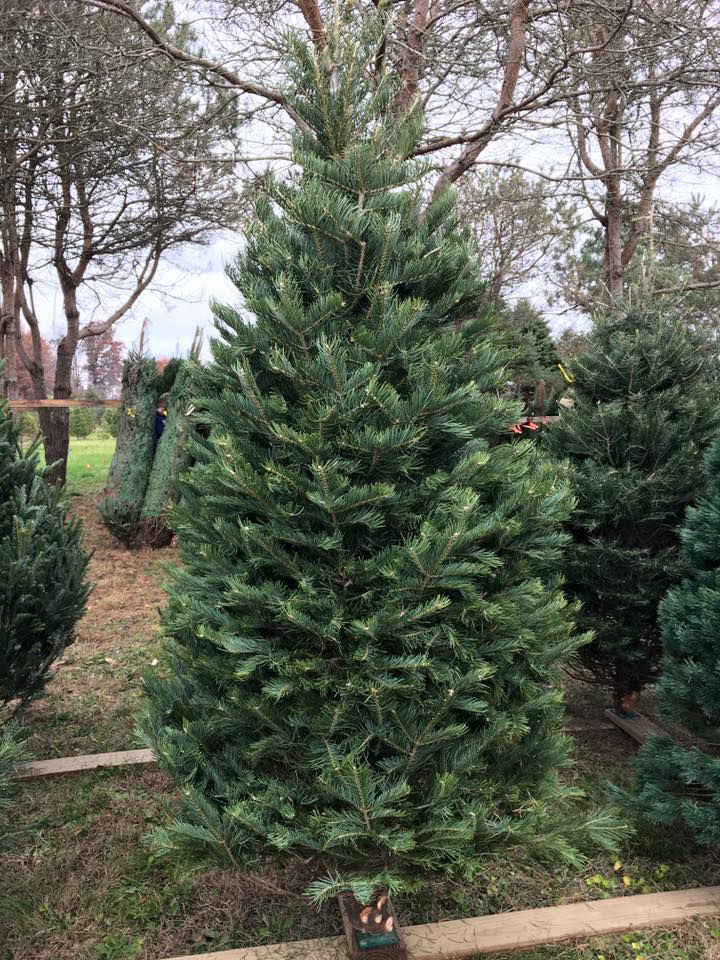 Engdale Christmas Tree Farm